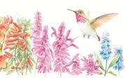 Colibríes de Sierra Mazati: Polinizadores Clave para la Salud de los Ecosistemas en Occidente Mexicano