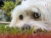 Día de Amar a tu Mascota: Bienestar animal como clave de tenencia responsable en México