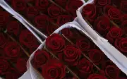 Día del Amor impulsa venta de rosas en Guadalajara con crecimiento del 25%