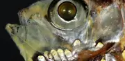 Descubren células visuales híbridas en peces de aguas profundas que desafían la biología