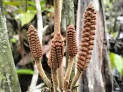 Descubren en Perú planta prehistórica que sobrevivió a los dinosaurios