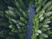 El bosque boreal se expande un 12% hacia el norte por el calentamiento global