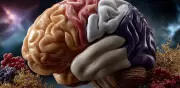 El sabor seco y amargo activa el cerebro, según estudio japonés