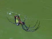 El terror real no está en las arañas: el rechazo humano a lo diferente según Frankenstein