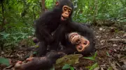 Estudio confirma que chimpancés silvestres consumen alcohol a través de fruta fermentada