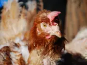 Ferrero completa transición a huevo sin jaulas en México y Noruega elimina pollos de crecimiento rápido