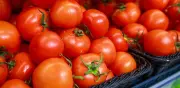 Guía esencial para conservar jitomates frescos y sabrosos por más tiempo