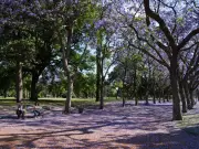 La CDMX se viste de lila: Temporada de Jacarandas inicia su esplendor