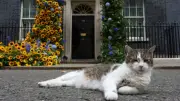 Larry, el gato de Downing Street, cumple 15 años como cazador oficial en Reino Unido