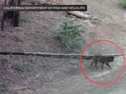 Loba gris llega a Los Ángeles tras un siglo de ausencia en búsqueda de pareja