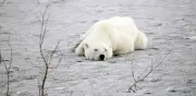 Oso polar hambriento recorre 800 km en busca de alimento por crisis climática