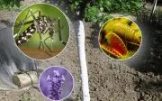 Plantas que repelen mosquitos: alternativas naturales más allá de pintar troncos