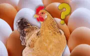 Profeco desmiente mitos: Huevo blanco y rojo tienen el mismo valor nutricional