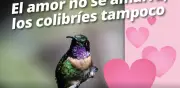 Profepa alerta sobre compra de colibríes disecados como amuletos en San Valentín