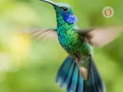 PROFEPA alerta sobre venta ilegal de colibríes disecados en San Valentín