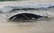 Profepa y Semar rescatan cría de ballena jorobada varada en playa de Oaxaca