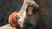 Punch, el Bebé Macaco Viral: El Zoológico Explica su Rechazo y su Peluche de Orangután