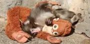 Punch, el mono japonés que usa un peluche para integrarse a su manada tras abandono materno
