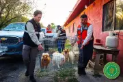 Rescatan a 56 perros de un criadero clandestino en Nuevo León
