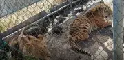 Rescatan a leona africana y tigre de bengala abandonados en Michoacán