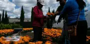 Sedema mapea viveros de Xochimilco para comprar flor de cempasúchil este Día de Muertos