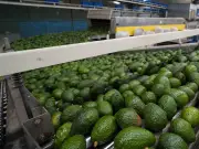 Suspenden actividades aguacateras en Michoacán tras muerte de El Mencho