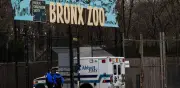 Tigresa y leones del Zoológico del Bronx dan positivo a COVID-19 en Nueva York