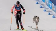 Un Husky se roba la escena en esquí de fondo de Milano Cortina 2026: tierno intruso viral
