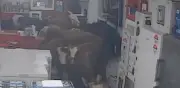 Vacas causan destrozos en tienda de electrodomésticos en Turquía; video se viraliza