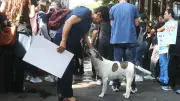 Veterinarios y trabajadores lideran 28 protestas en CDMX este miércoles 18 de febrero