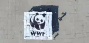 WWF México celebra 30 años con campaña 'Sé un héroe Panda' para salvar la naturaleza