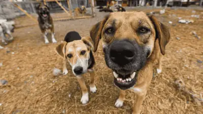 70 perros rescatados viajan de México a EE. UU. en autobús adaptado para adopción