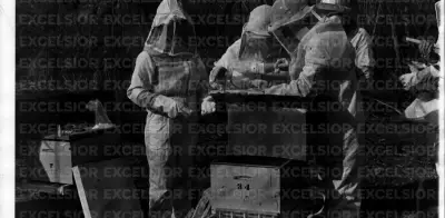 Abejas Africanizadas: 40 Años de Riesgo y Expansión en México