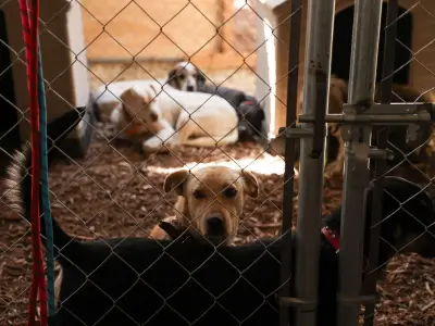 Alcaldías de CDMX incumplen presupuesto para protección animal pese a ley del 0.1%