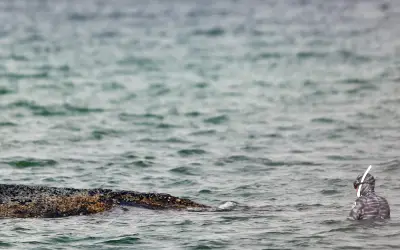 Alemania recurre a excavadoras en dramático rescate de ballena jorobada varada en el Báltico