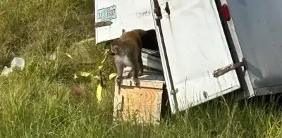 Alerta en Mississippi: Escapa mono presuntamente infectado con herpes, covid y hepatitis