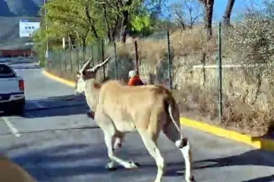 Antílope Escapa del Zoológico La Pastora en Monterrey, Desata Operativo de Búsqueda