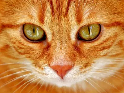 Ariadna y Merlina: La gata invisible que conquistó un hogar y desató rumores