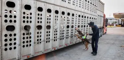 Aumentan a 8 casos de gusano barrenador en fauna silvestre con venado en Yucatán