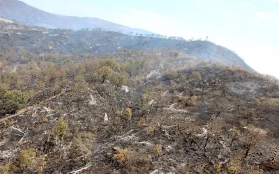 Autoridades de Tlajomulco supervisan fauna silvestre tras incendio en La Primavera