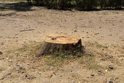 Autoridades retiran árboles en mal estado del Parque de los Venados en CDMX