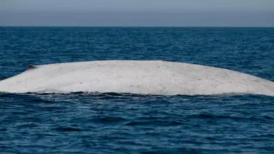 Avistamiento Histórico: Ballena Azul Albina Aparece en la Bahía de Loreto