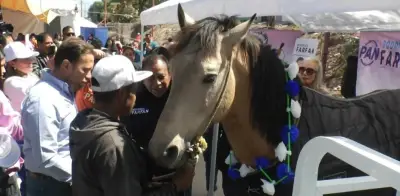 ‘Bayo’, el último caballo carretonero de Los Reyes La Paz, es liberado tras años de trabajo