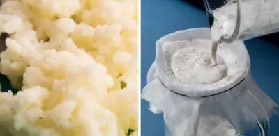 Búlgaros de Leche: Guía Completa para Crearlos en Casa y Sus Beneficios Saludables