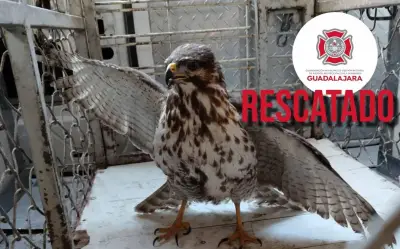 Bomberos de Guadalajara rescatan halcón herido en colonia Huerta Baeza