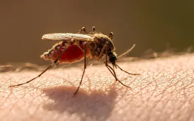 Cambio Climático Exacerba Epidemias: Caso del Dengue en Perú Revela Vínculo Directo