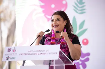 Clara Brugada lanza estrategia de 10 acciones para erradicar abandono de perros en CDMX