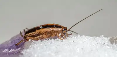Clausuran fábrica de dulces infestada con cucarachas y heces en Ecuador