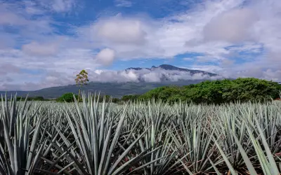 CNIT reporta venta de 200 mil toneladas de agave bajo esquema de certificación responsable