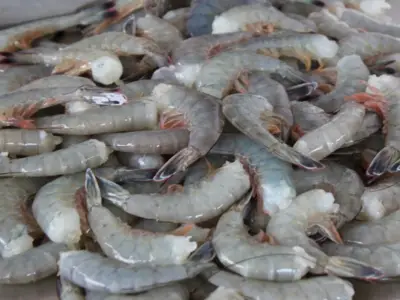 Conapesca establece veda de camarón en el Alto Golfo de California